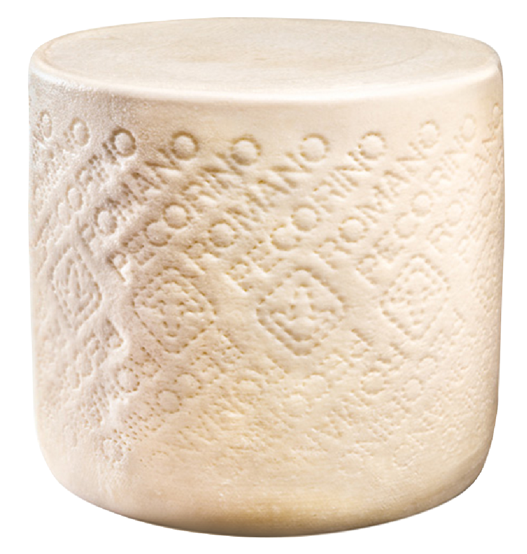 Pecorino wheel of cheese